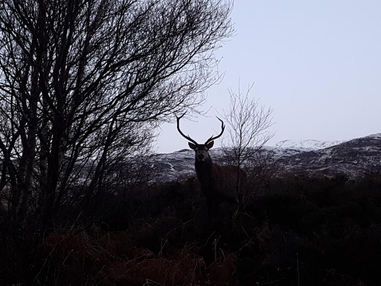 Newton Lodge Lairg Kültér fotó